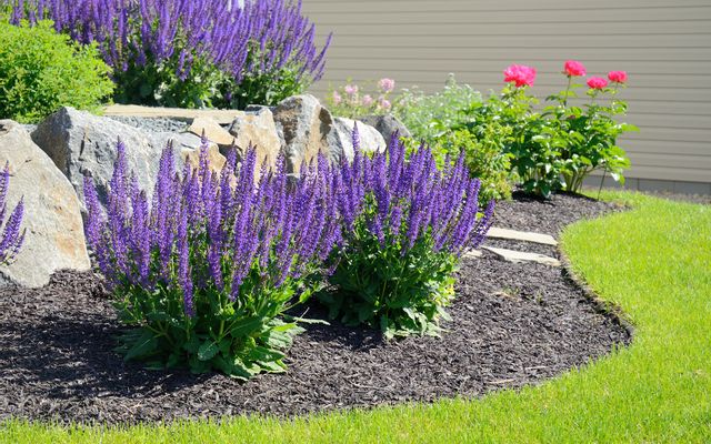 Perennial Flower Beds aside a Lawn