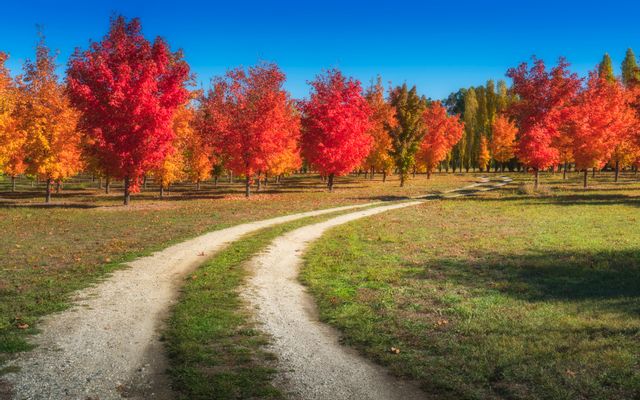 Young Maple Tree in Fall / Autumn