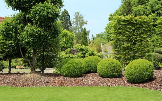 Fresh Shrubs / Shrubbery in Bed of Mulch