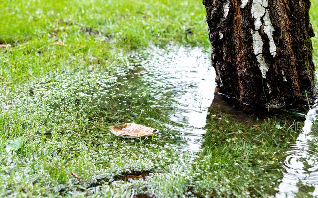 Flooded Lawn
